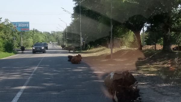 Коровы на дорогах Абхазии